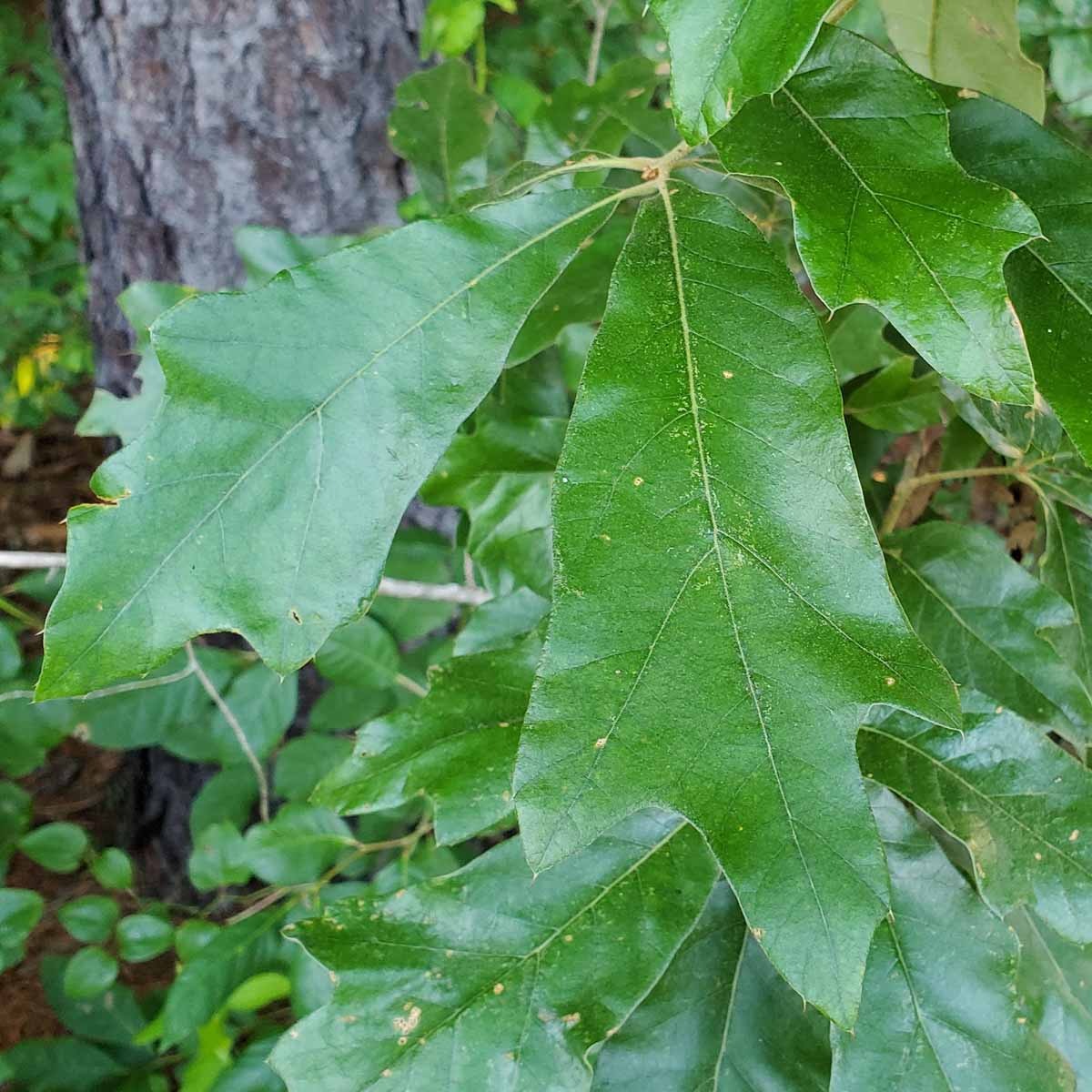Types of Oak Trees in Texas