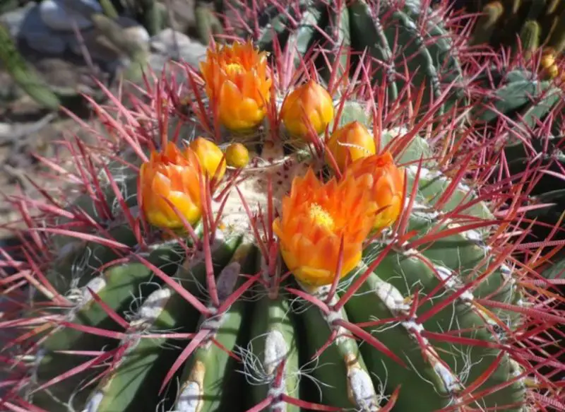 Types of Cactus in New Mexico