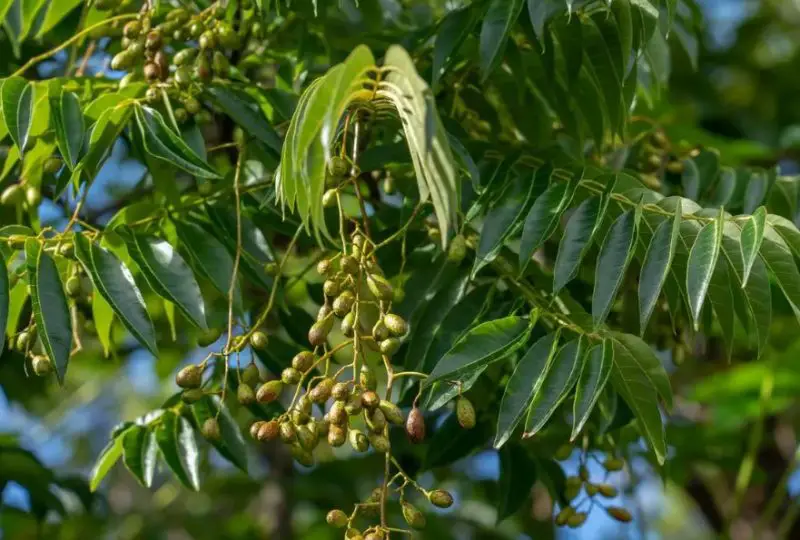 Types of Cedar Trees