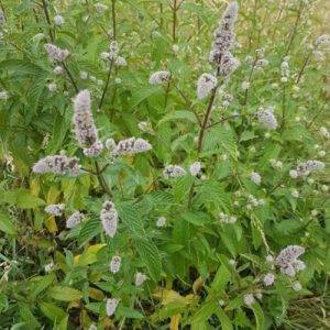 41 Types of Mint Plants (With Pictures)