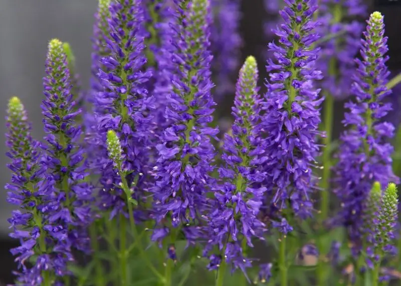 Ground Cover Plants with Purple Flowers