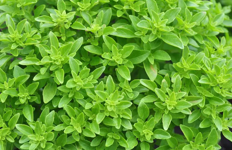 Types of Basil Plants
