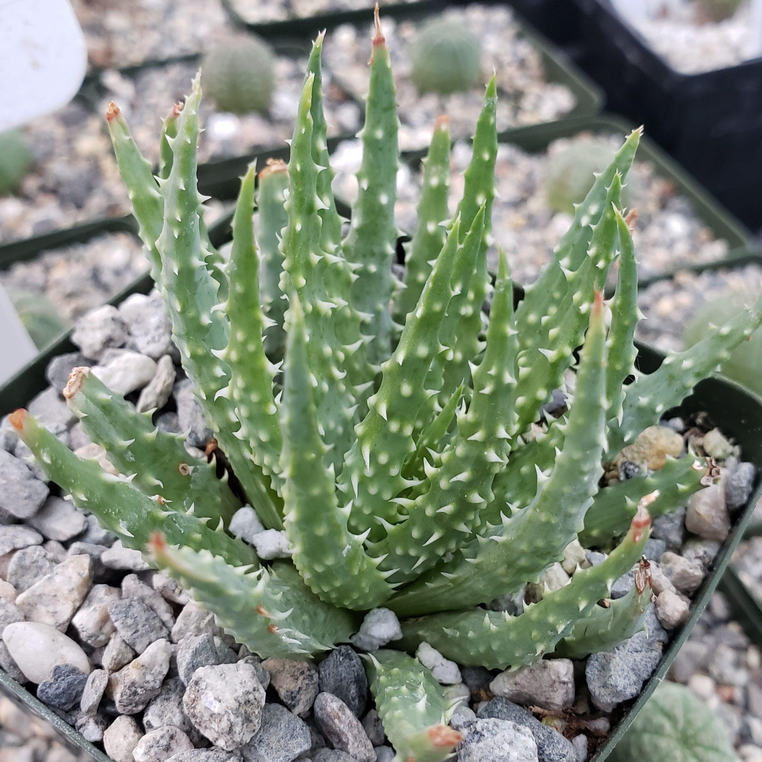 spider-aloe-aloe-humilis-scaled-1 Types of Aloe Plants