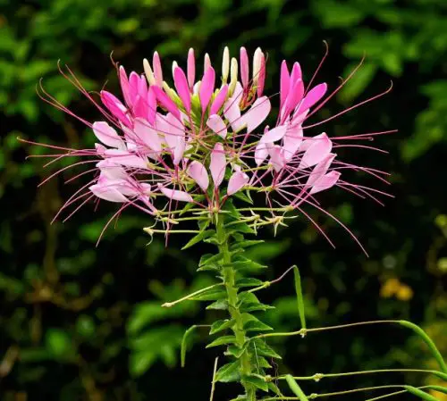 Spider Flower