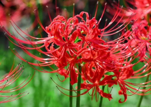 Spider Lily