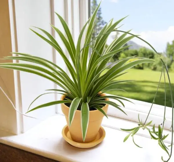 Pet Safe House Plants