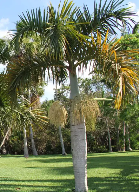 spindle-palm-hyophorbe-verschaffeltii-1 Spindle Palm (Hyophorbe verschaffeltii)