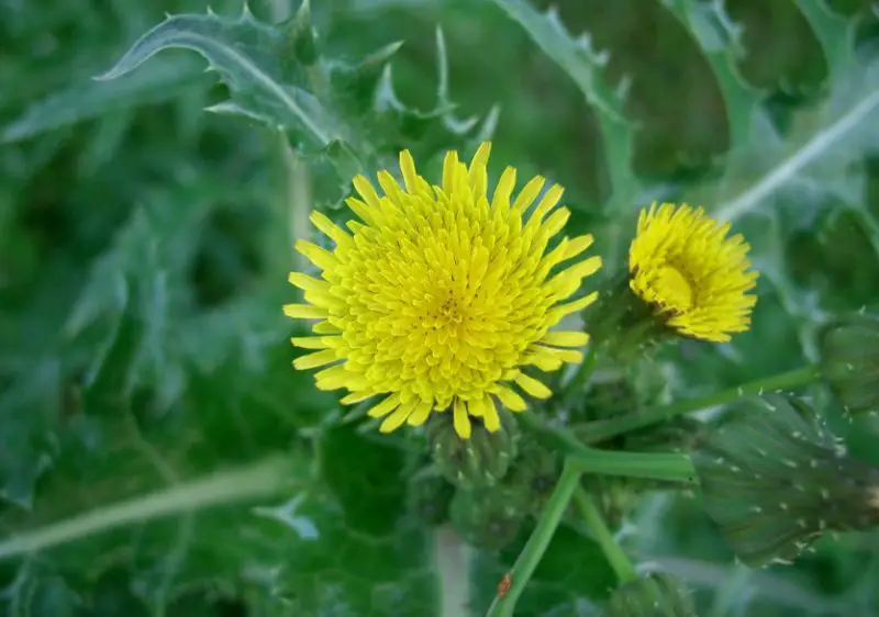 Wildflowers in Texas
