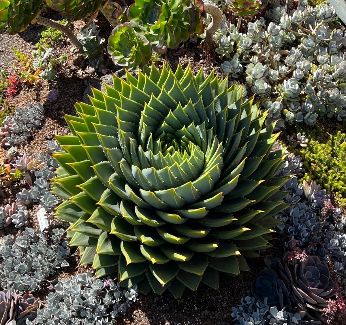 spiral-aloe-aloe-polyphylla Types of Aloe Plants