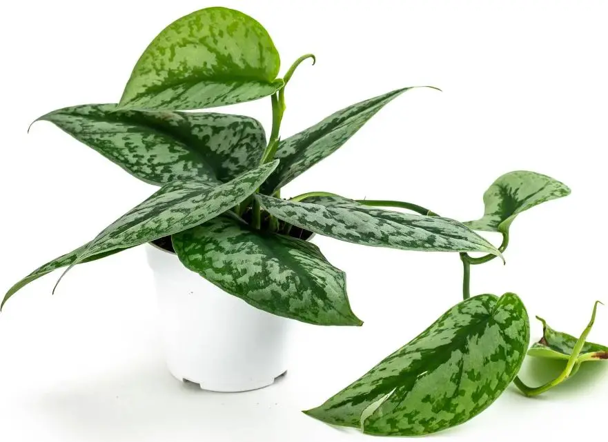 Types of Pothos