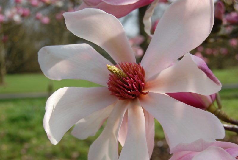 Magnolia Tree