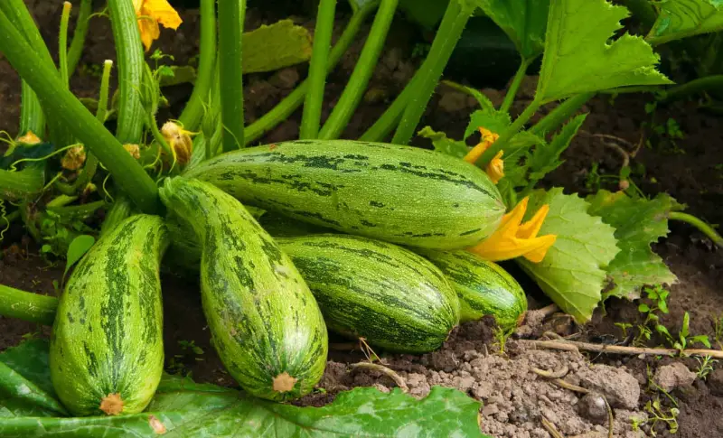 Companion Plants for Tomatoes