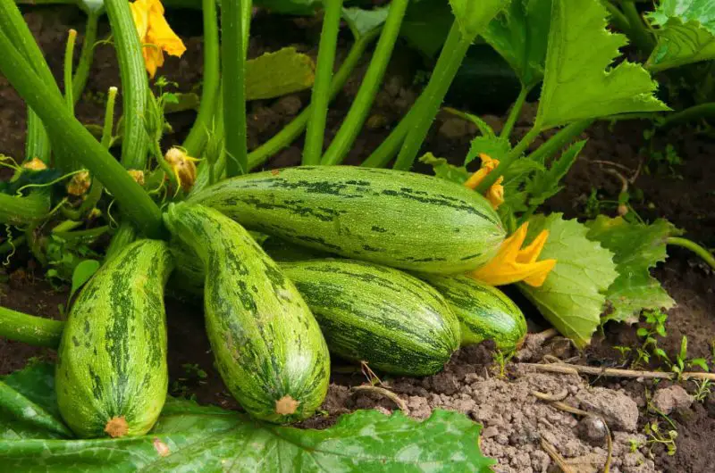 Raspberry Companion Plants
