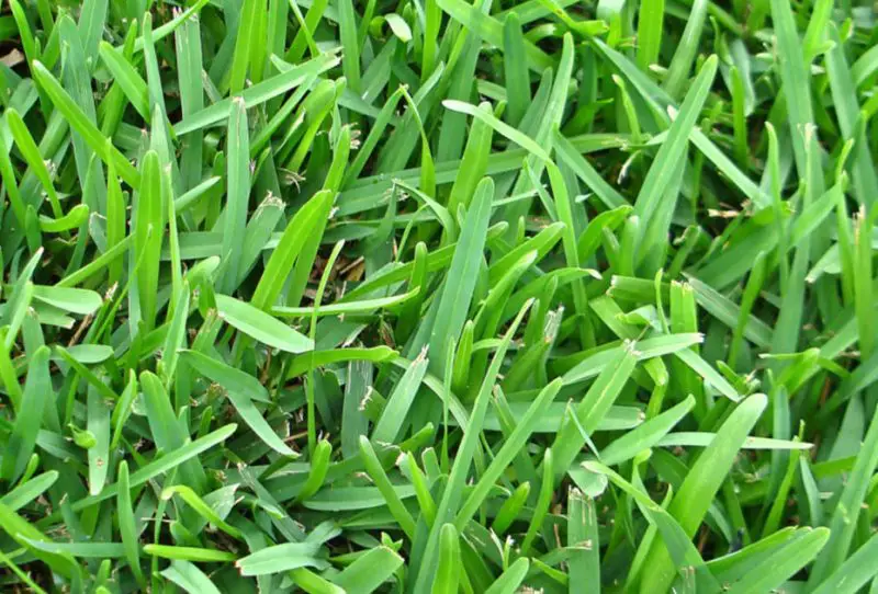 Types of Grass in Florida