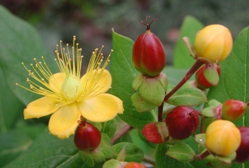 St. John’s Wort Plant