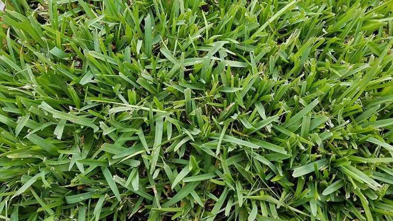 Types of Grass in Texas