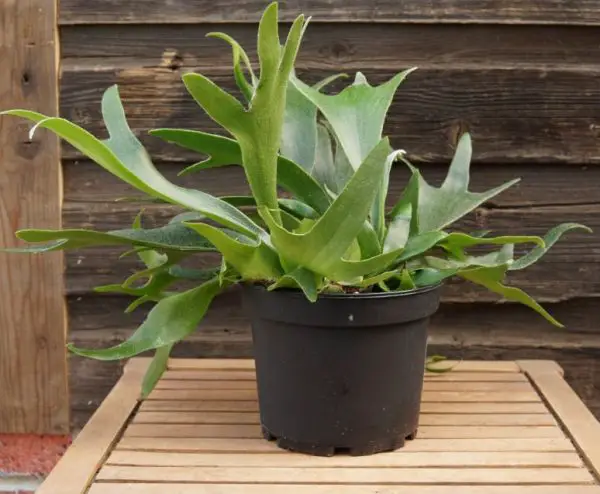 Pet Safe House Plants