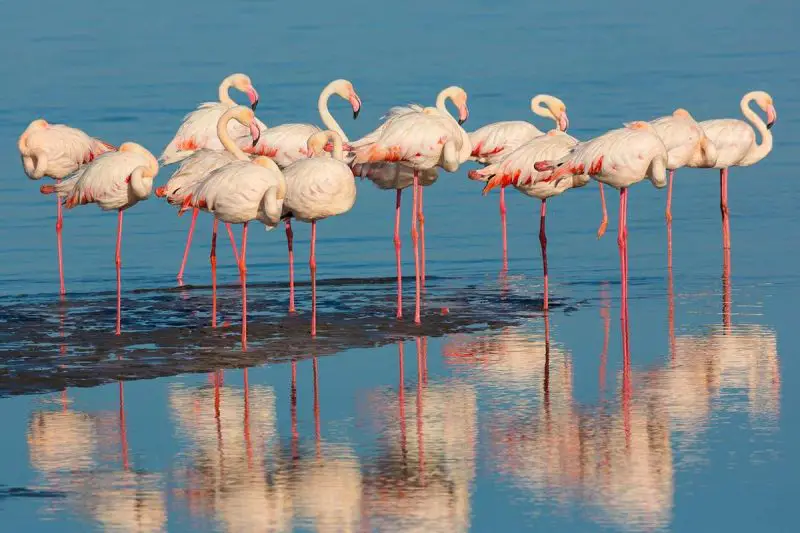 Flamingo Balance Secrets: Why One Leg Is Better Than Two
