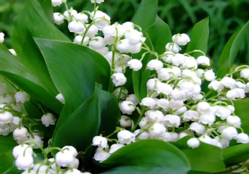 Flowers That Smell Good