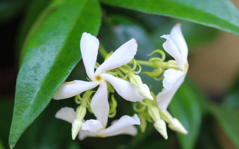 Flowers That Smell Good