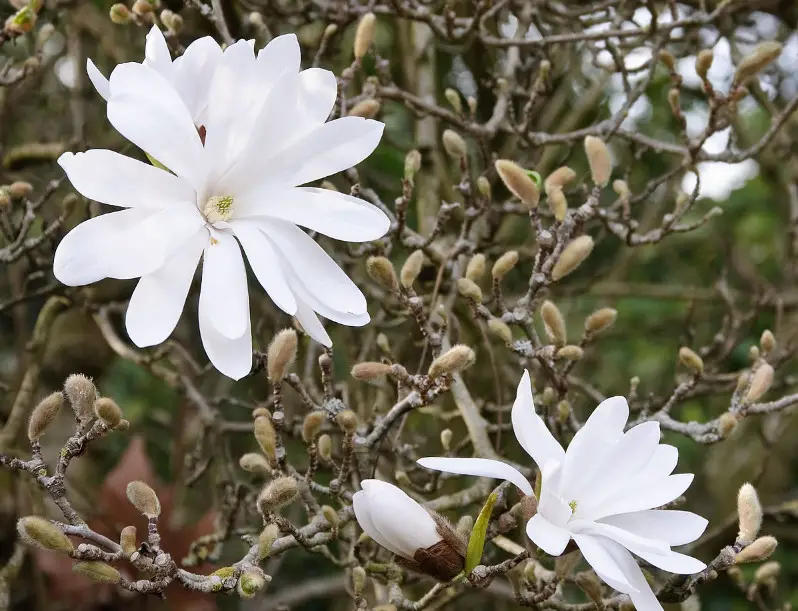Magnolia Tree