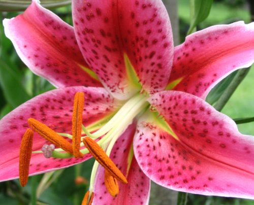 stargazer-oriental-lily-500x404-1 Stargazer Oriental Lily