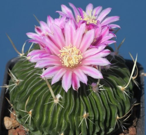 Cactus with Pink Flowers