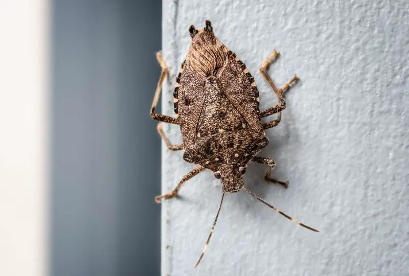 Dangerous or Harmful Bugs in Virginia