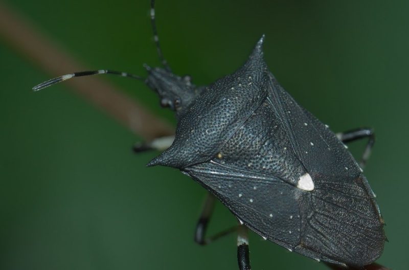 Dangerous Bugs in Michigan