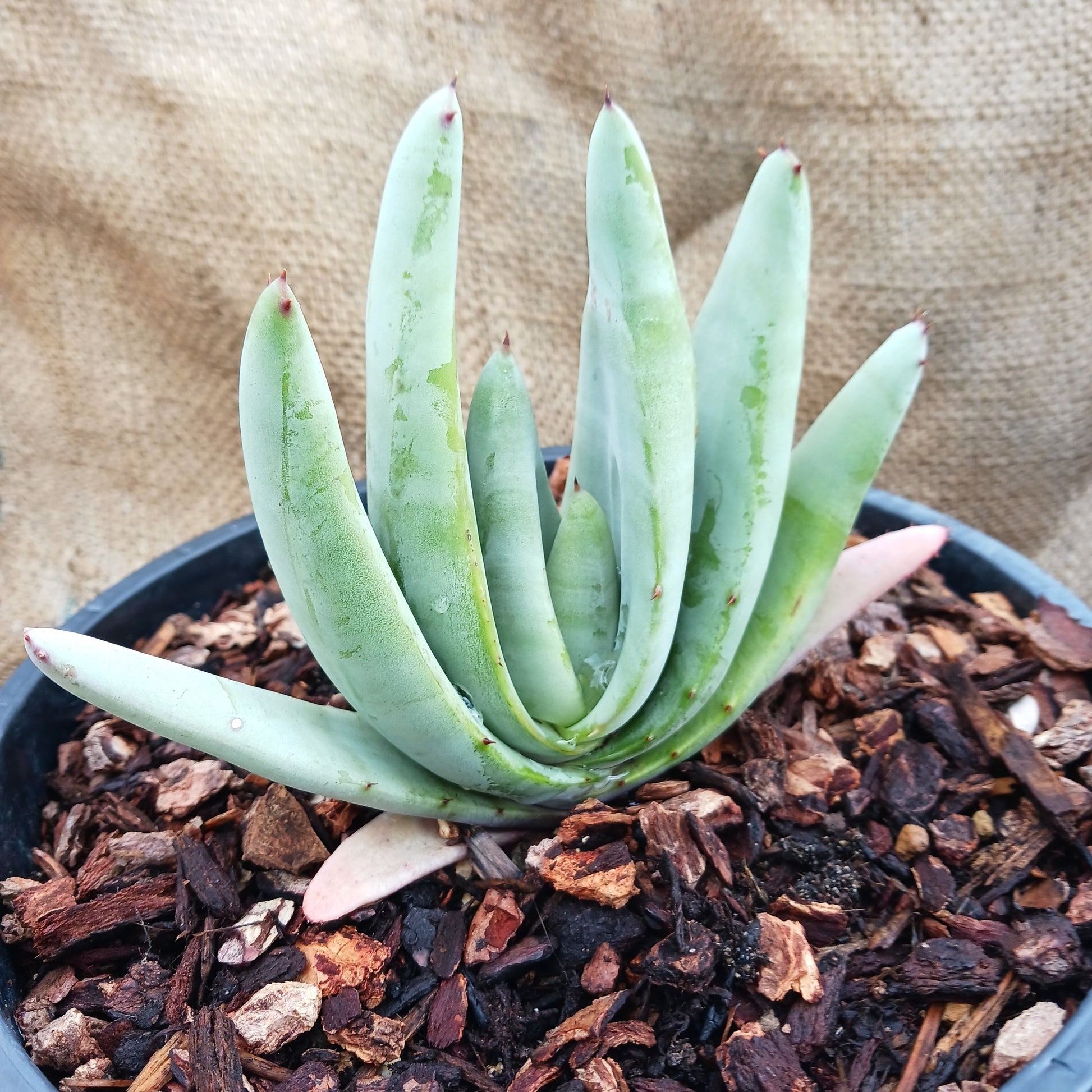 stone-aloe-aloe-petricola Types of Aloe Plants