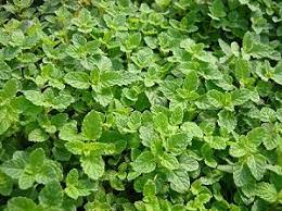 41 Types of Mint Plants (With Pictures)