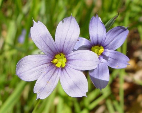 Strict Blue-Eyed Grass