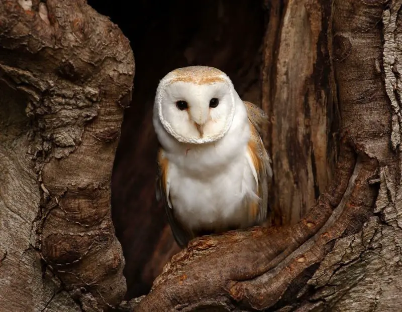 18 Fascinating Characteristics of Strigiformes