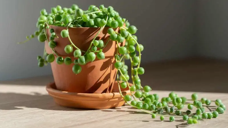 String of Pearls Plant Care