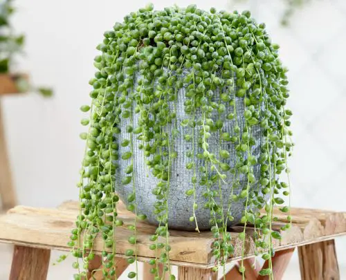 String of Pearls (Senecio rowleyanus)