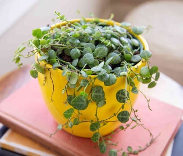 Pet Safe House Plants