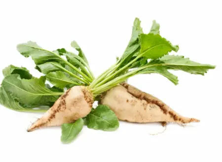 Sugar Beets
