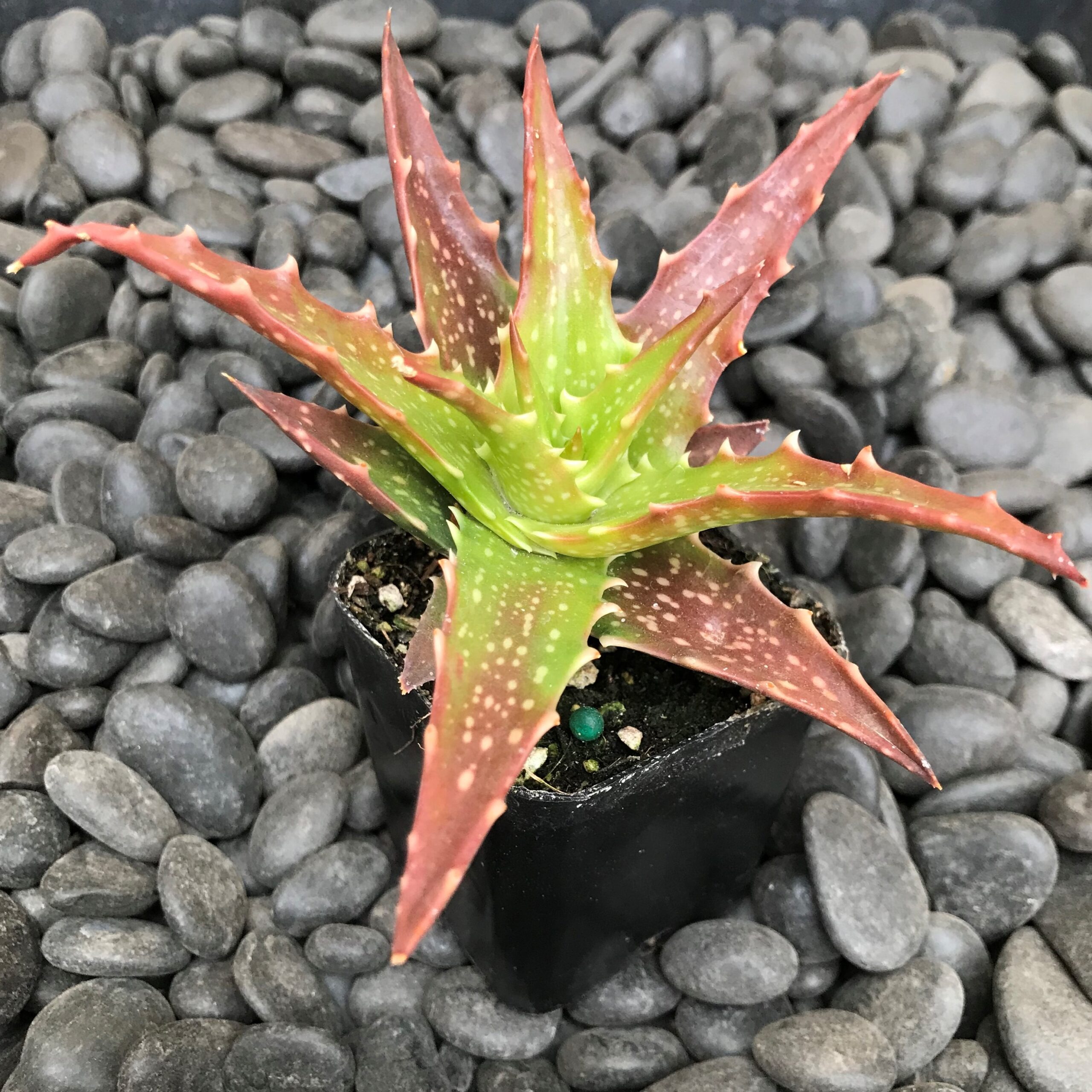 sunset-aloe-aloe-dorotheae Types of Aloe Plants