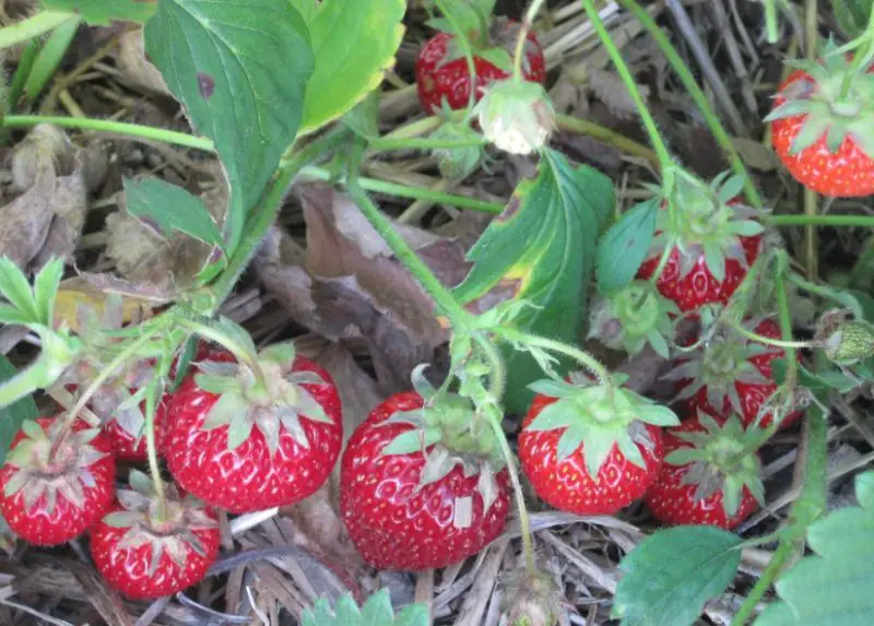 Types of Strawberry Plants