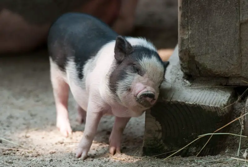 Feral Pigs in South Dakota