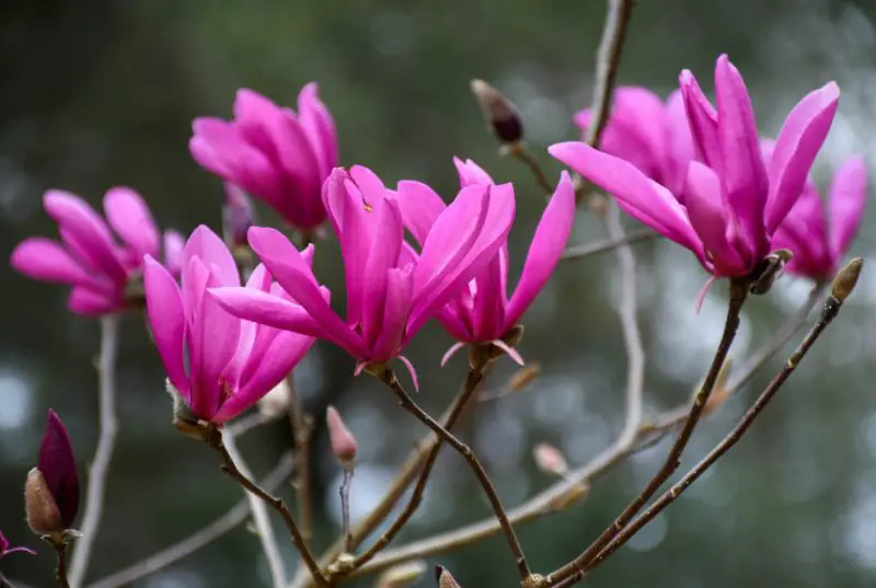 Magnolia Tree