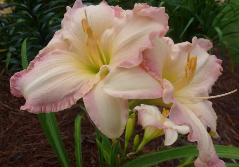 Pink and White Flowers