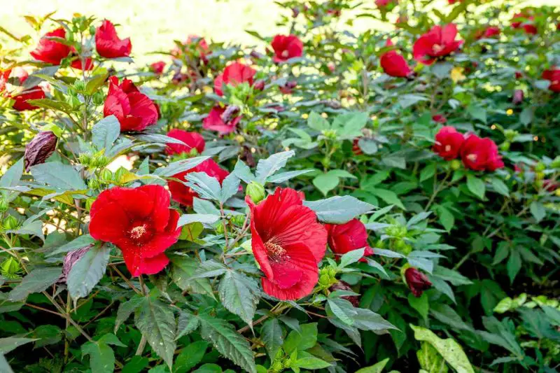 Types of Hibiscus Plants