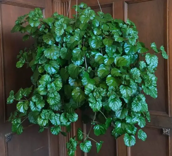 Pet Safe House Plants