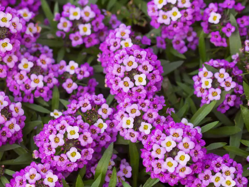 Flowers That Smell Good