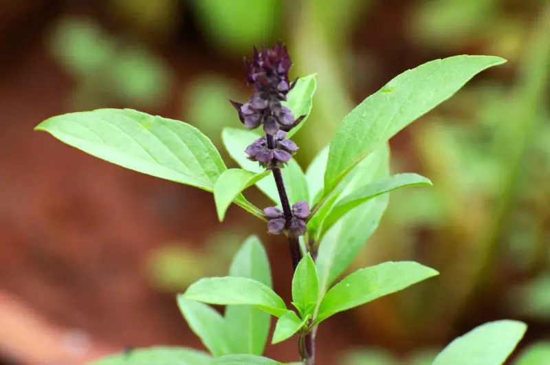 Types of Basil Plants