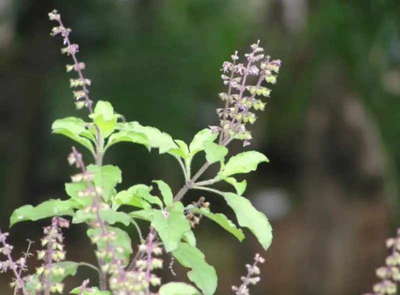 Plants That Repel Mosquitoes