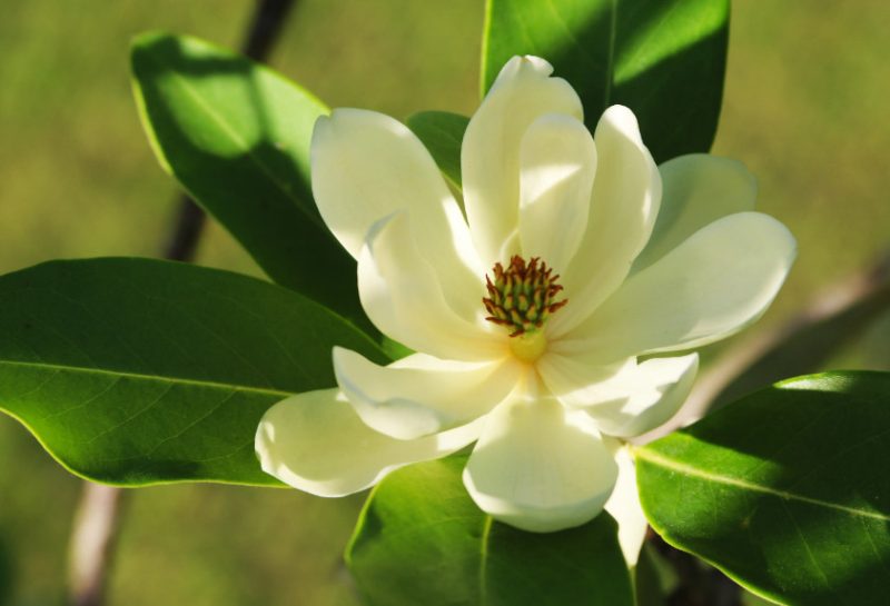 Magnolia Tree