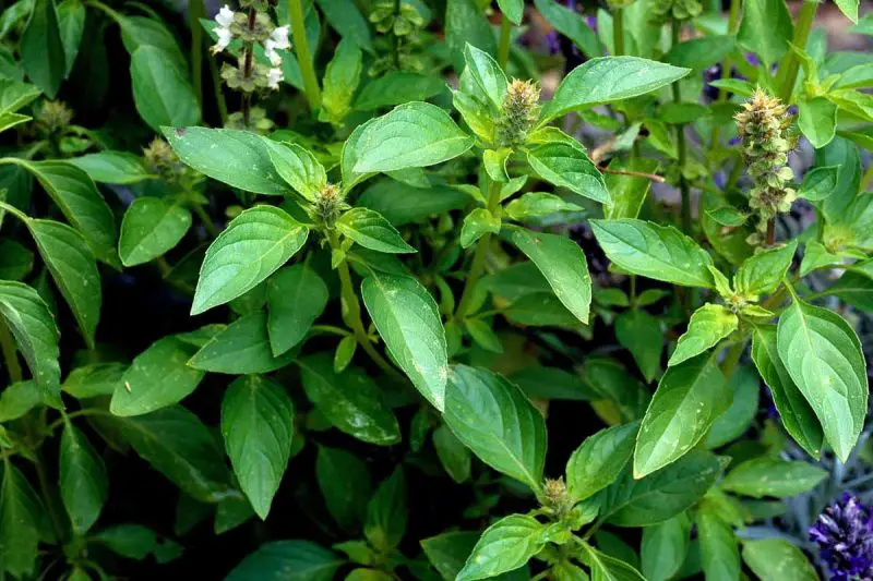 Types of Basil Plants