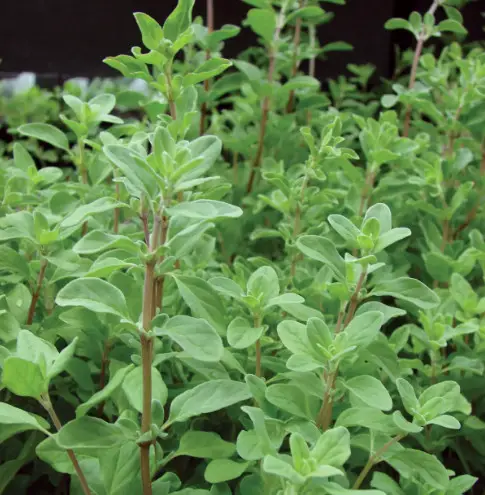 15 Types of Oregano Plants (With Pictures)